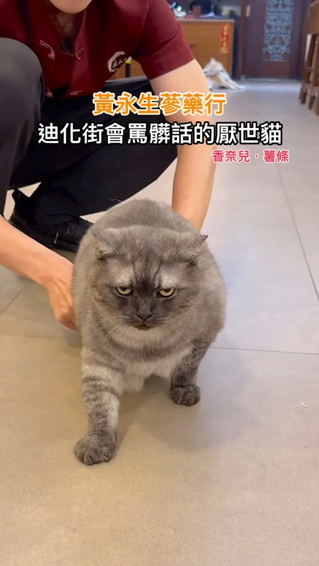 #蝦米這隻厭世貓會罵髒話🤣

圓嘟嘟的薯條
臉超級厭世好可愛～而且好親人
另一隻香奈兒也好愛討摸
記得大家來看貓同時
也可以試吃果乾買起來～
.
👉 #黃永生蔘藥行
🏠：台北市大同區迪化街一段77號
☎️：02-25559778
營業時間：
週一～週日 09:00～19:00

.
#taiwan#台灣旅遊#Taipei#台湾好き#台湾観光 #台灣小吃#台北美食#迪化街 #大稻埕 #貓奴