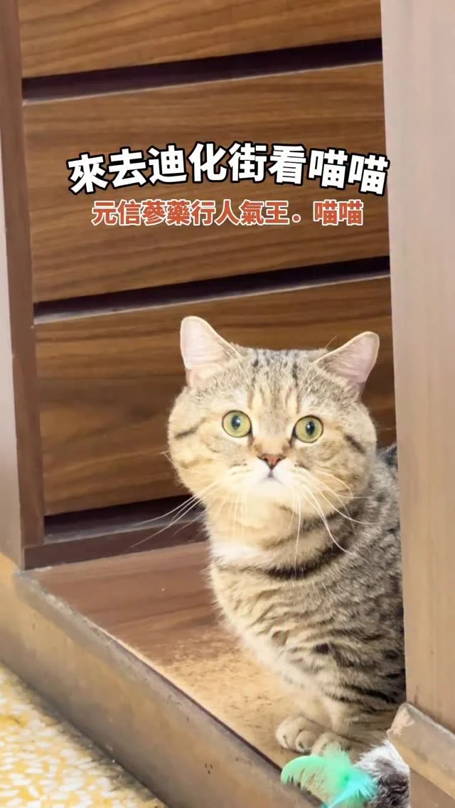 #來去大稻埕看人氣喵喵

📍#元信蔘藥行 人氣王．喵喵
來找喵喵數十次終於讓我捕捉到牠肥嘟嘟的臉龐
📍 #黃永生蔘藥行 厭世王．薯條
厭世到不行的薯條每次看都如此慵懶
📍 #合信蔘藥行 呆萌王．Money
Money真的超親人,每次來都看牠在跟老闆撒嬌
📍#金桔檸檬汁 喝果汁
📍#純真豆花 吃芋泥冰
📍#迪化街純正麥芽餅
📍#初二咖啡 吃水餃

⚠️ 記得看喵喵請勿餵食呦！
.
#taiwan#台灣旅遊#Taipei#台湾好き#台湾観光 #台灣小吃#台北美食#迪化街 #大稻埕 #貓奴