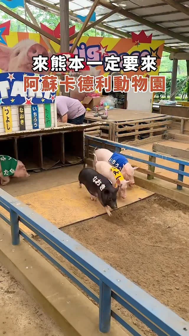 來熊本玩的朋友
千萬不要錯過「阿蘇卡德利動物園」
這個景點一定要收藏起來
來這裡可以看小豬賽跑
感受現場歡樂氛圍～超有趣🤣

👉 #阿蘇卡德利動物園 Aso Cuddly Dominion
🏠：熊本県阿蘇市黒川2163
營業時間：
週一～週日 09:30～17:00,週三公休
.
#熊本 #熊本旅遊 #日本旅遊 #japan #Fukuoka #日本景點#Fukuokaravel#japantravel #福岡 #Kumamoto