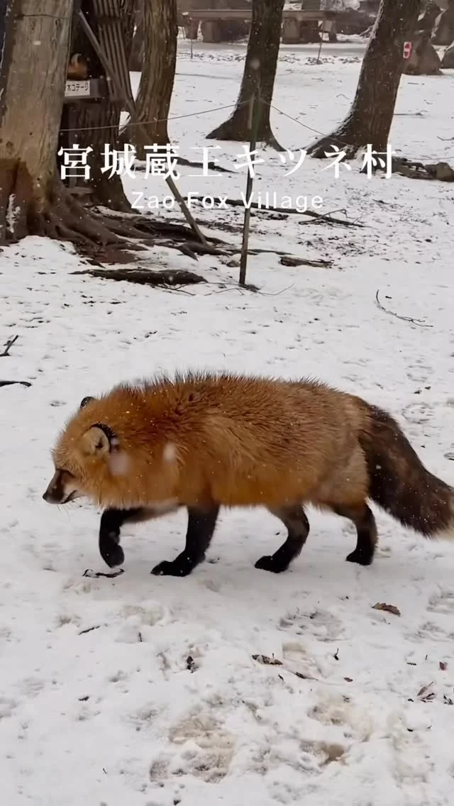 來宮城不只看雪、不只泡溫泉
還可以被狐狸包圍

蔵王キツネ村
狐狸們幾乎是半野放狀態
放養赤狐、銀狐、白金狐
近距離看到狐狸真實的樣子
安靜、慵懶、又有點野性

切記來這裡千萬不要蹲下拍攝
狐狸可能會攻擊你呦！

入園費:
成人1,500 日圓,12 歲以下免費
交通方式：
從JR「白石站」或JR「白石藏王站」搭乘公車或計程車

👉 宮城藏王狐狸村
🏠：〒989-0733 宮城県白石市 福岡八宮川原子１１−３
營業時間：
週一～週日 09:00～16:00,週三公休

#蔵王キツネ村 #藏王狐狸村 #日本旅遊 #japantravel #宮城